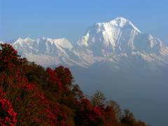  Dhaulagiri (von Poon Hill)