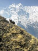 Yak, nahe Annapurna