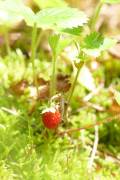 Walderdbeere
