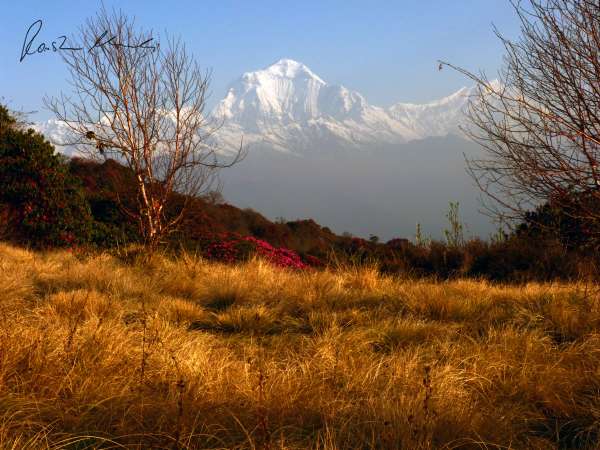 Daulaghiri (von Poon Hill)