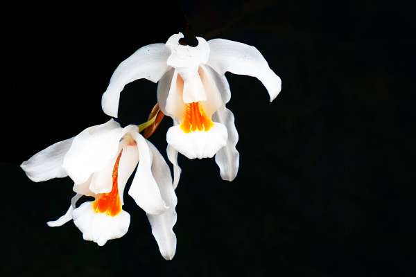 Orchidee (Am Weg 19)